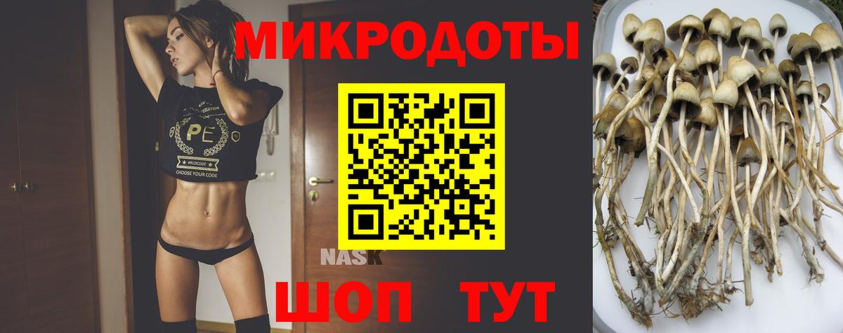 Псилоцибиновые грибы Psilocybe Братск